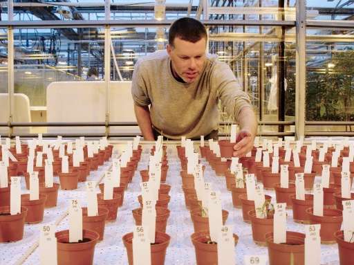 Wieger Wamelink memeriksa tanaman yang ditumbuhkan di tanah Mars
