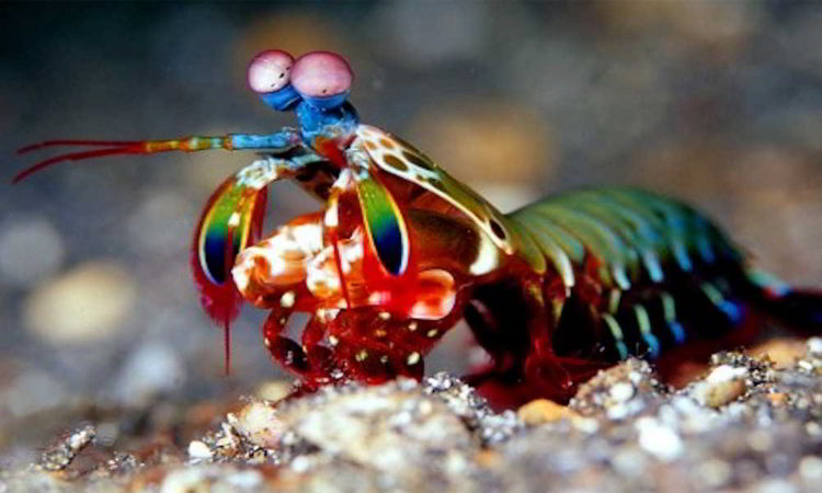 Udang Mantis