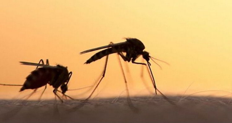 mozzies-sunset_1024-600x315