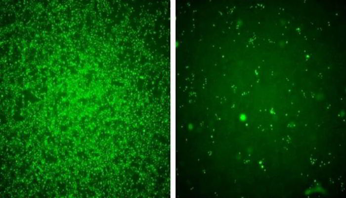 Gambar sebelah kiri menunjukkan proliferasi cepat dari virus Zika ketika menginfeksi sel manusia. Gambar sebelah kanan menunjukkan bahwa virus dihambar oleh adanya IFITM3 (Kredit: Brass Lab). 