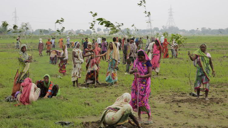 India Tanam 50 Juta Pohon Hanya dalam Waktu 24 Jam