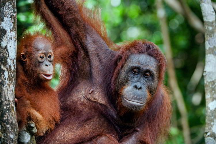 Orangutan Kalimantan Kini Benar-Benar Terancam Punah