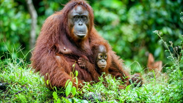 Orangutan Kalimantan Kini Benar-Benar Terancam Punah