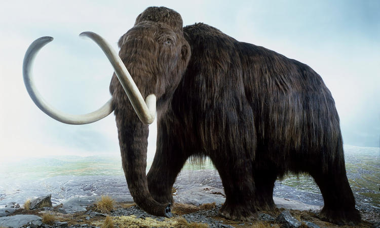 Ahli Biologi Akan 'Bangkitkan' Kembali Mammoth Tahun 2019