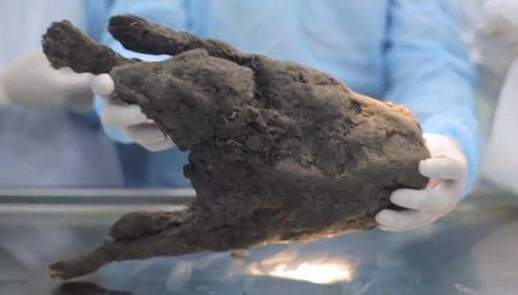 Ilmuwan Cairkan Anak Anjing yang Membeku Selama 12.400 Tahun