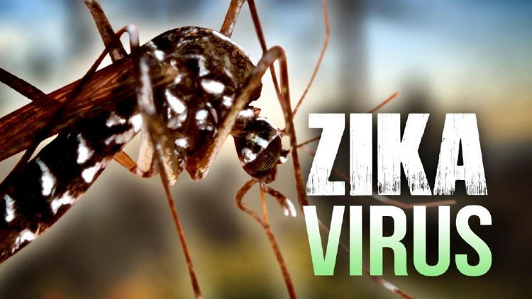 Ilmuwan Kolombia Gunakan Bakteri Wolbachia untuk Menetralisir Virus Zika