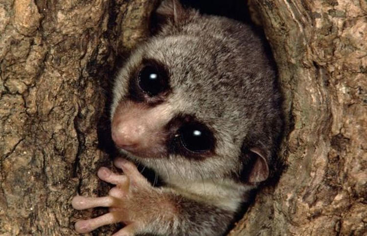 Manusia Harus Belajar pada Lemur Madagaskar