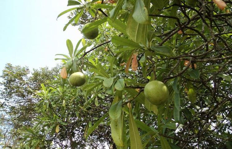 10 Tanaman Paling Beracun yang Harus Anda Waspadai