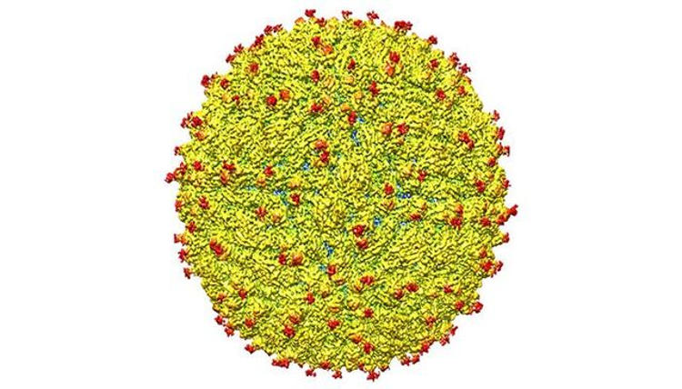 Struktur Virus Zika Telah Dipetakan